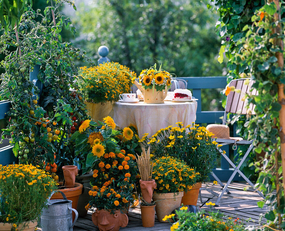 Balcony with Helianthus (sunflower), Tagetes (marigold)