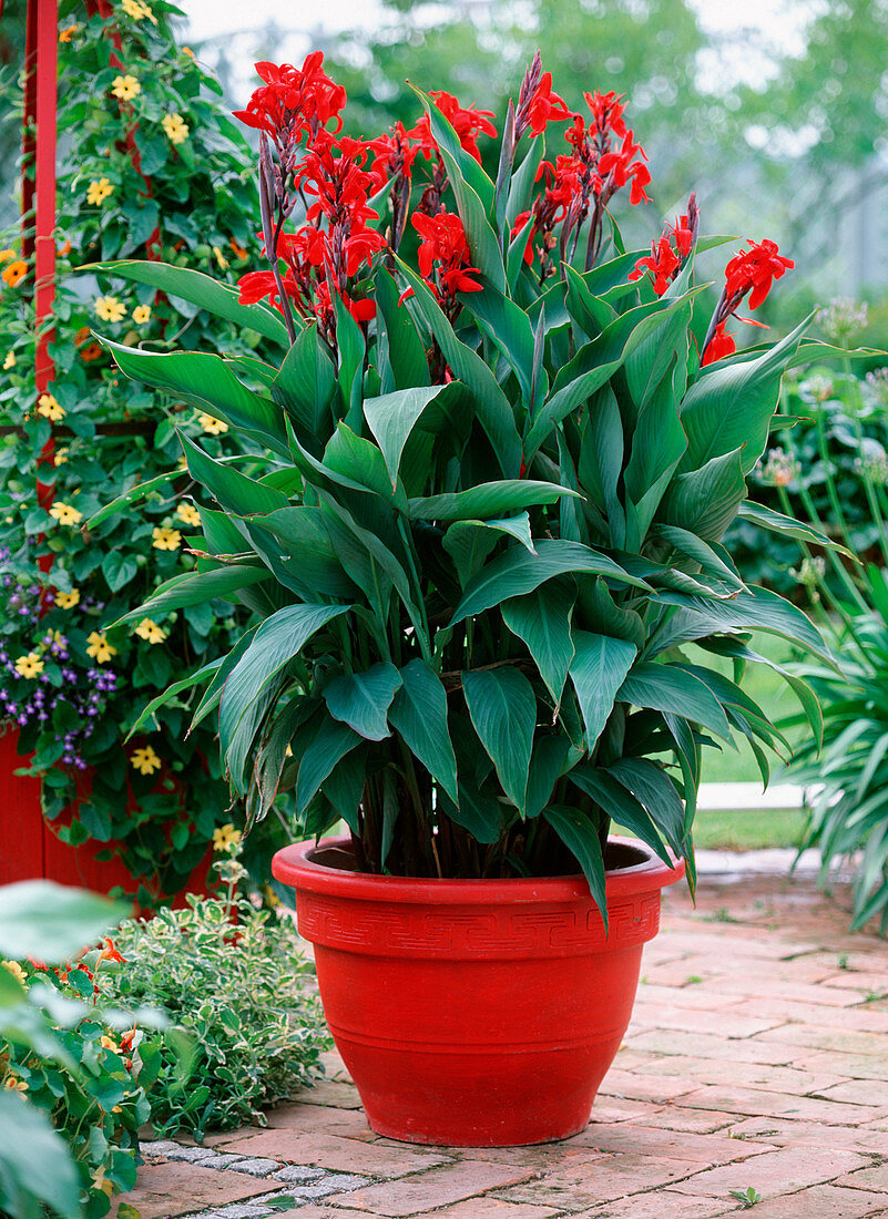 Canna indica (Indian flower tube)