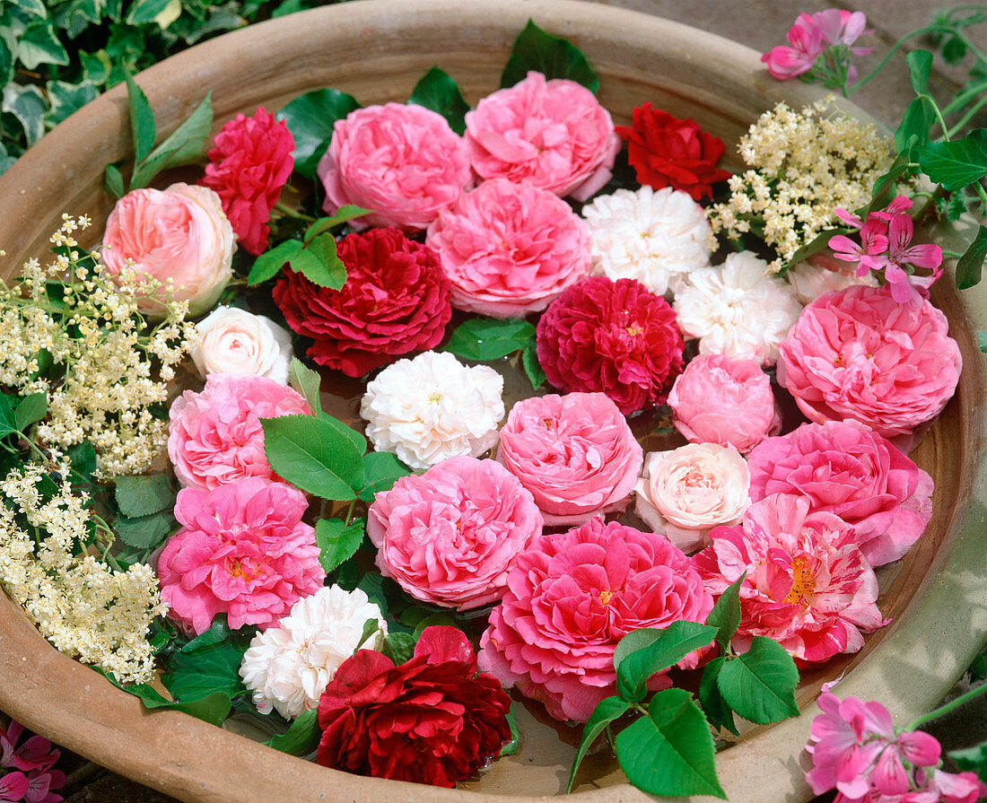 Bowl of water-floating historic rose petals