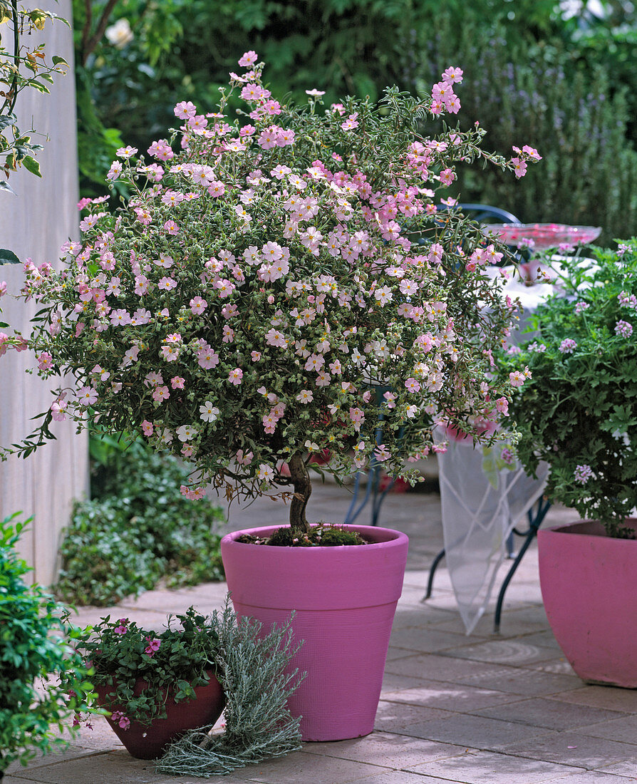 Cistus corbariensis (cistus)