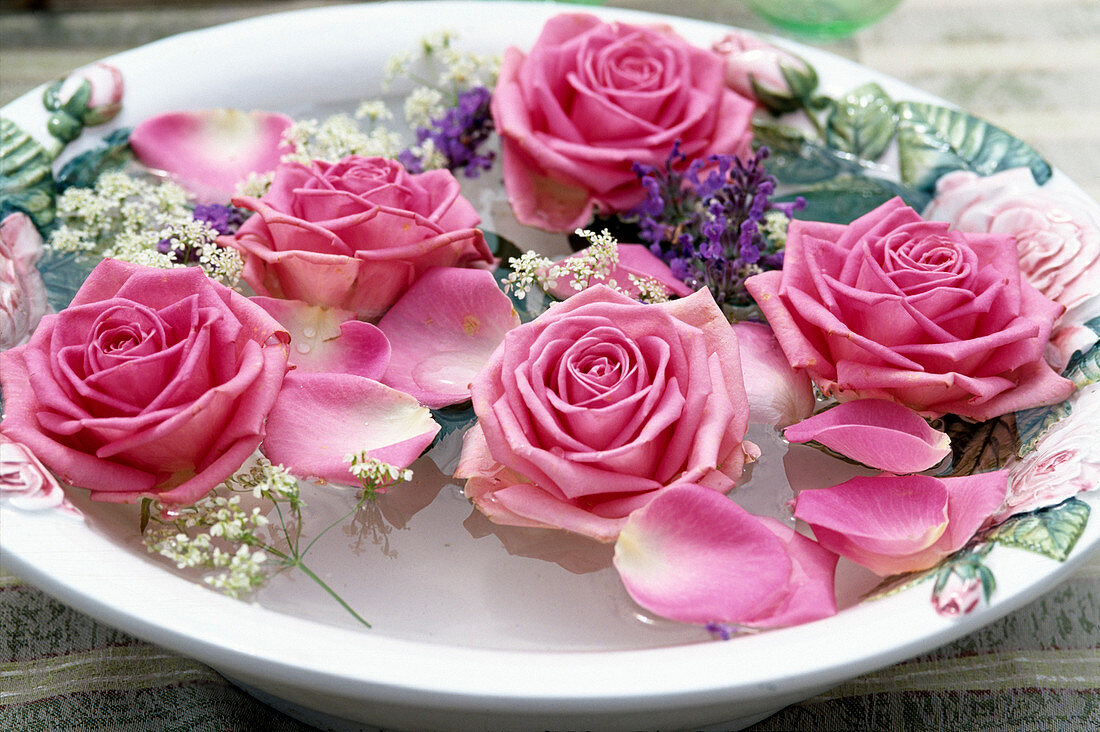 Schale mit Wasser und Rosenblüten, Salvia / Salbei