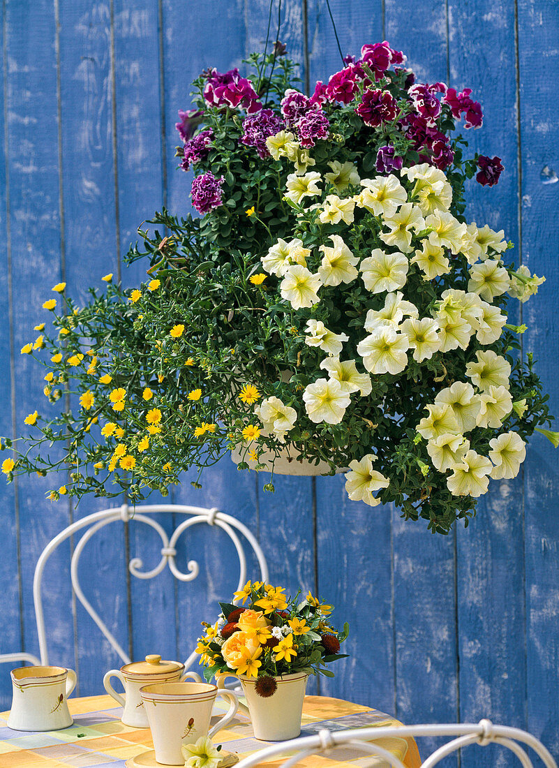 Flower basket, Petunia grandiflora 'Prism Sunshine'