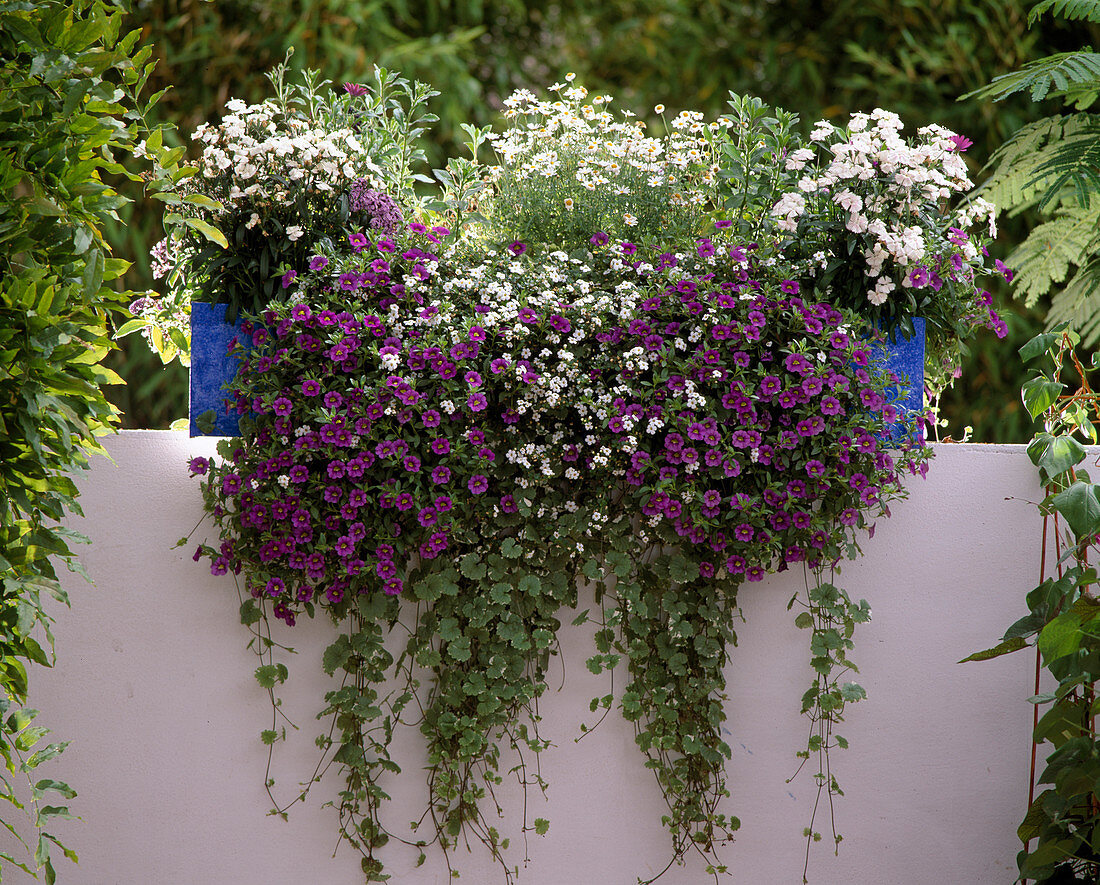 Dianthus '