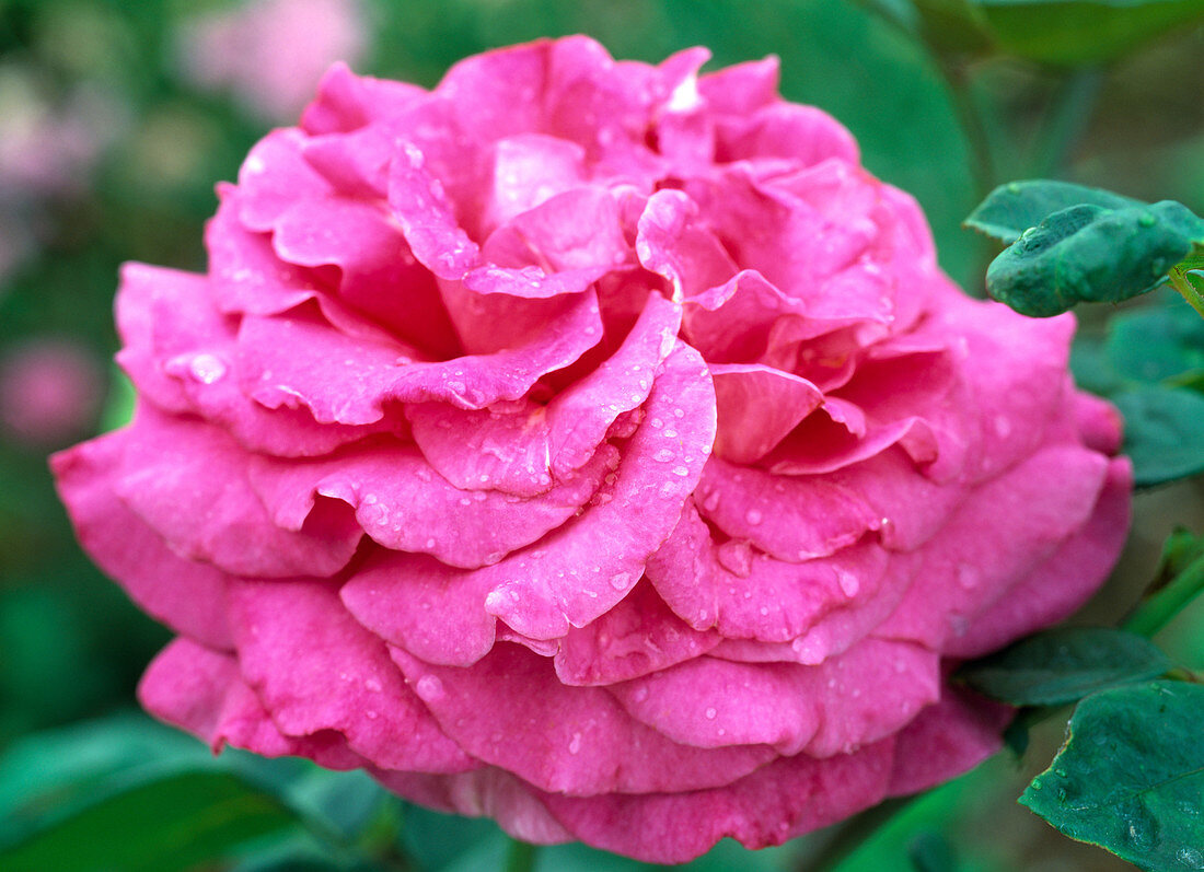 Rosa 'Chartreuse de Parme' - Duftrose (Züchter Delbard)