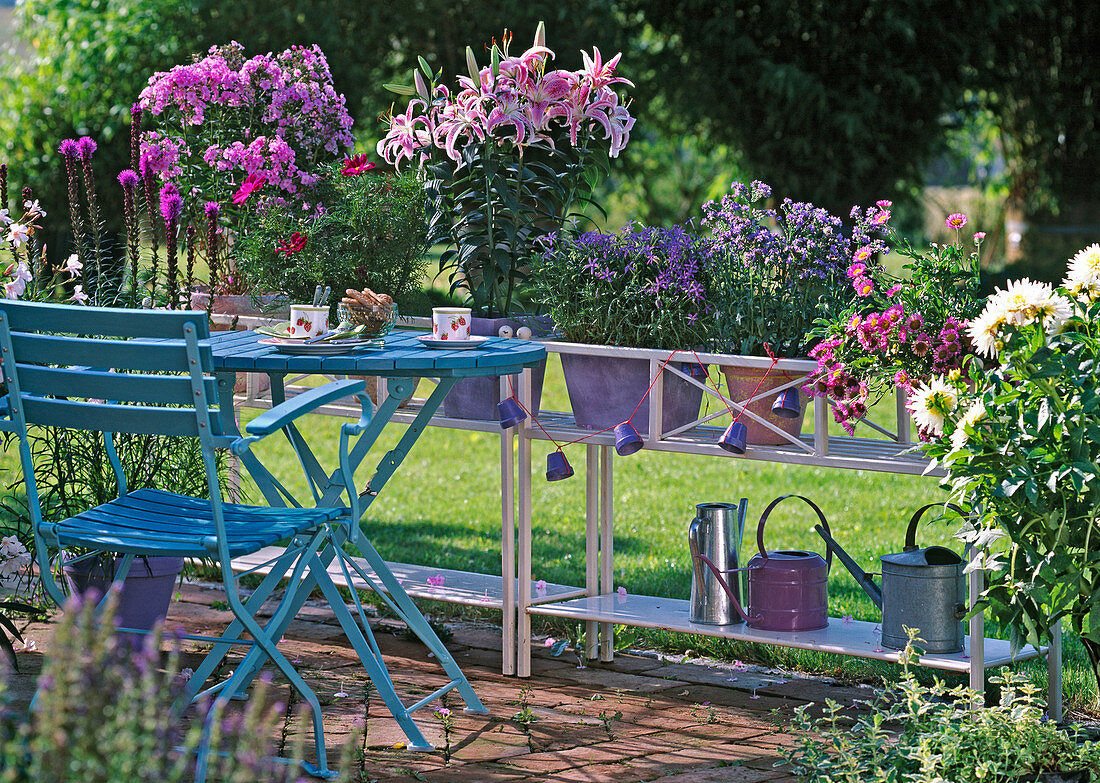 Blumenbänke mit Einzeltöpfen: Phlox arendsii 'Lila Star'