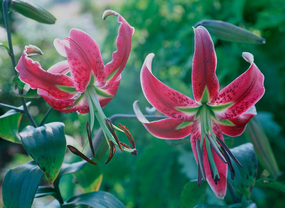 Lilium Hybride 'BlackBeauty'