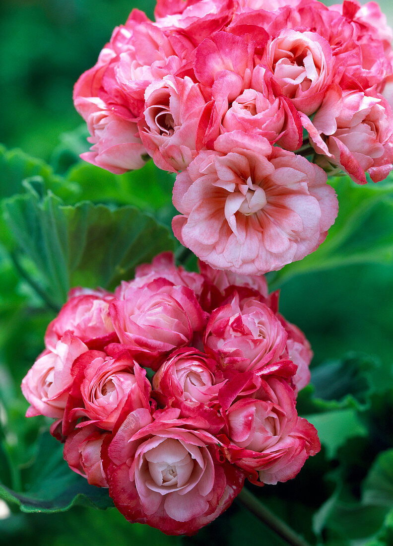 Pelargonium zonale 'Appleblossom'