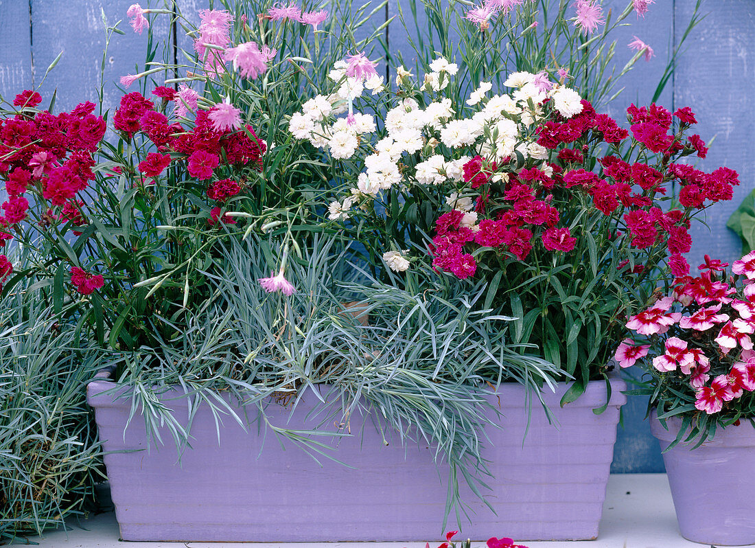 Dianthus corona 'Ideal Series' red, purple, white