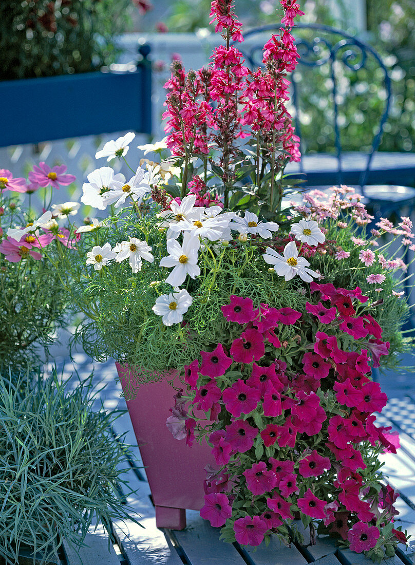 Cosmos 'Sonata'/ Schmuckkörbchen, Lobelia fulgens,