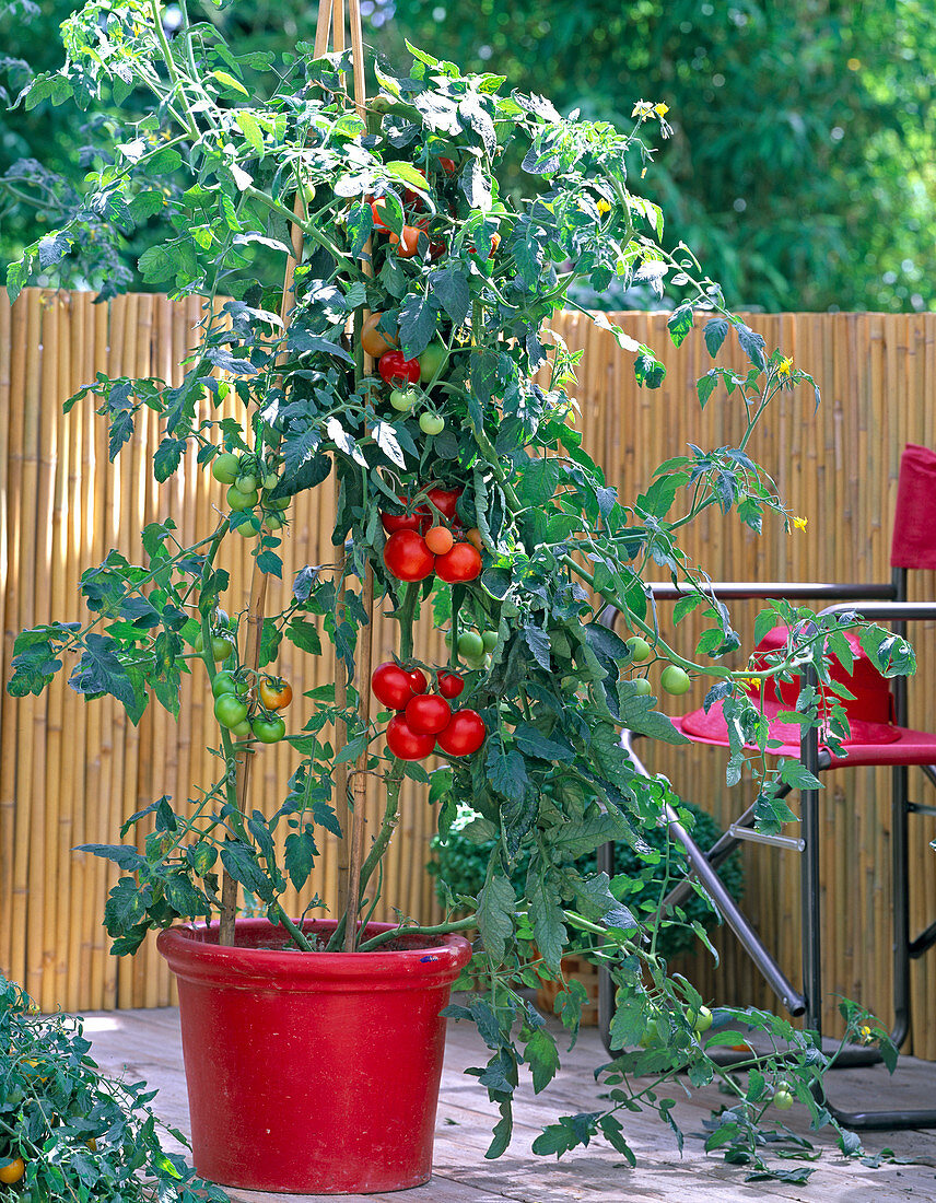 Tomate 'Culina'