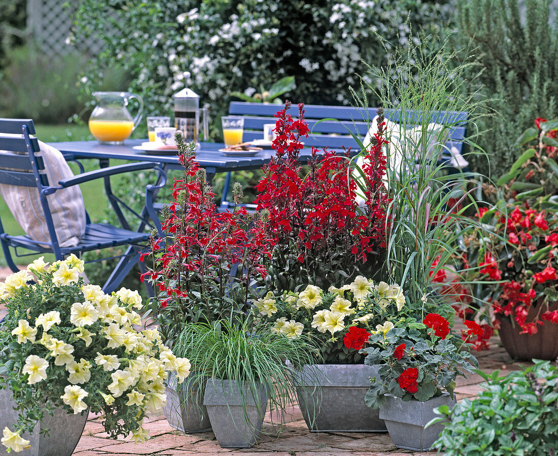 Terrasse mit Einjährigen: Petunia grandiflora 'Prism Sunshine'