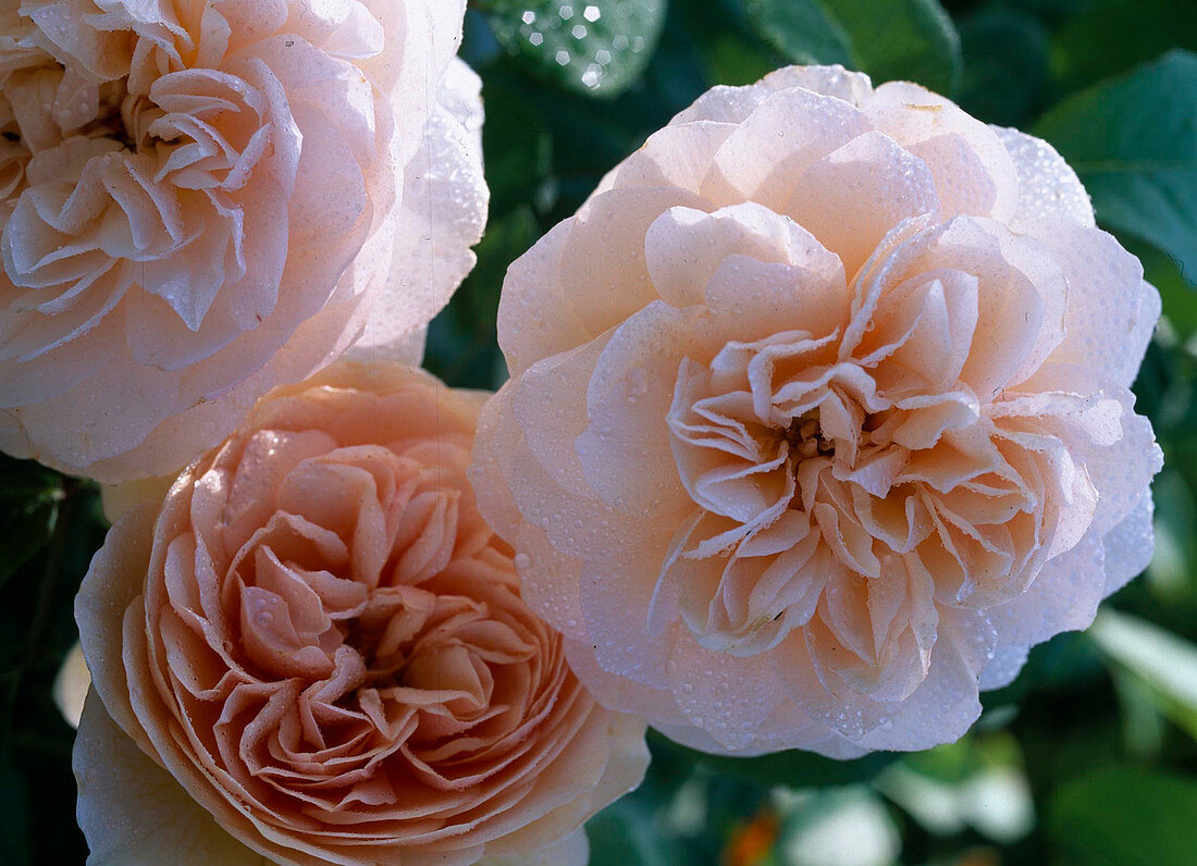 Rose 'Sweet Juliet' (English rose), up to 125 cm