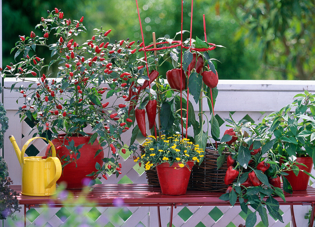 Capsicum-Hybr., Ceyennepfeffer, Paprika 'Toscana', Volga' , 'Deki'