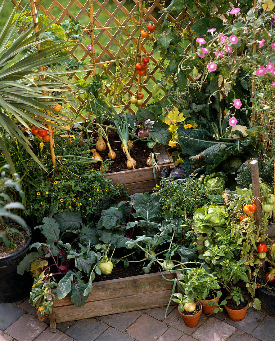 Gemüse auf Balkon