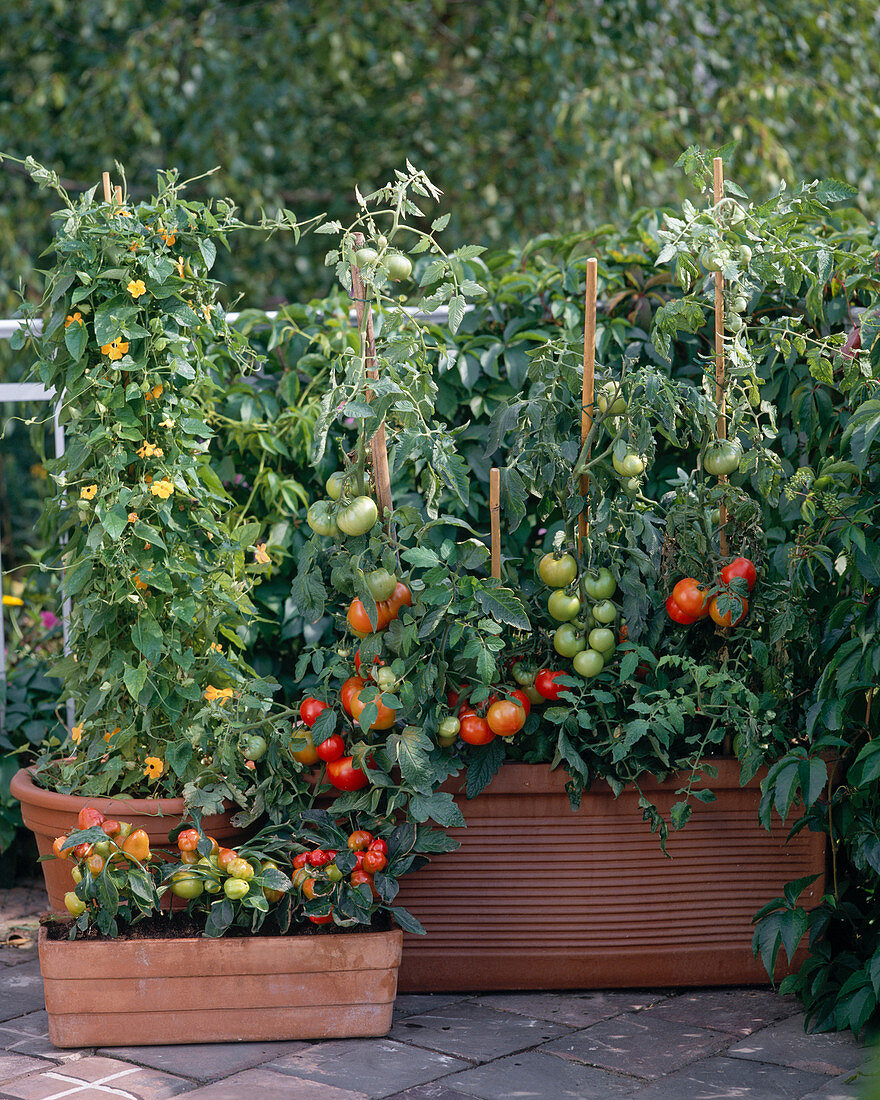 Tomaten auf dem Balkon