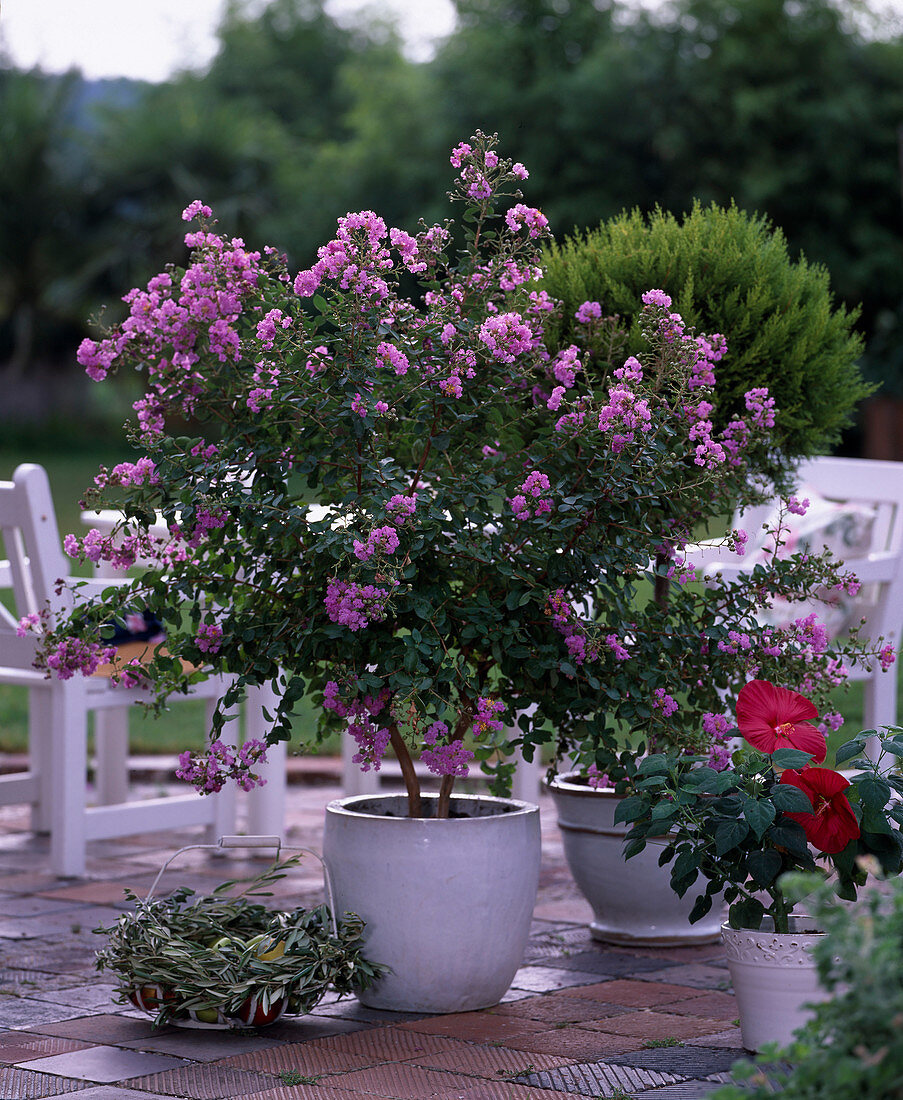 Lagerstroemia indica (curly myrtle)