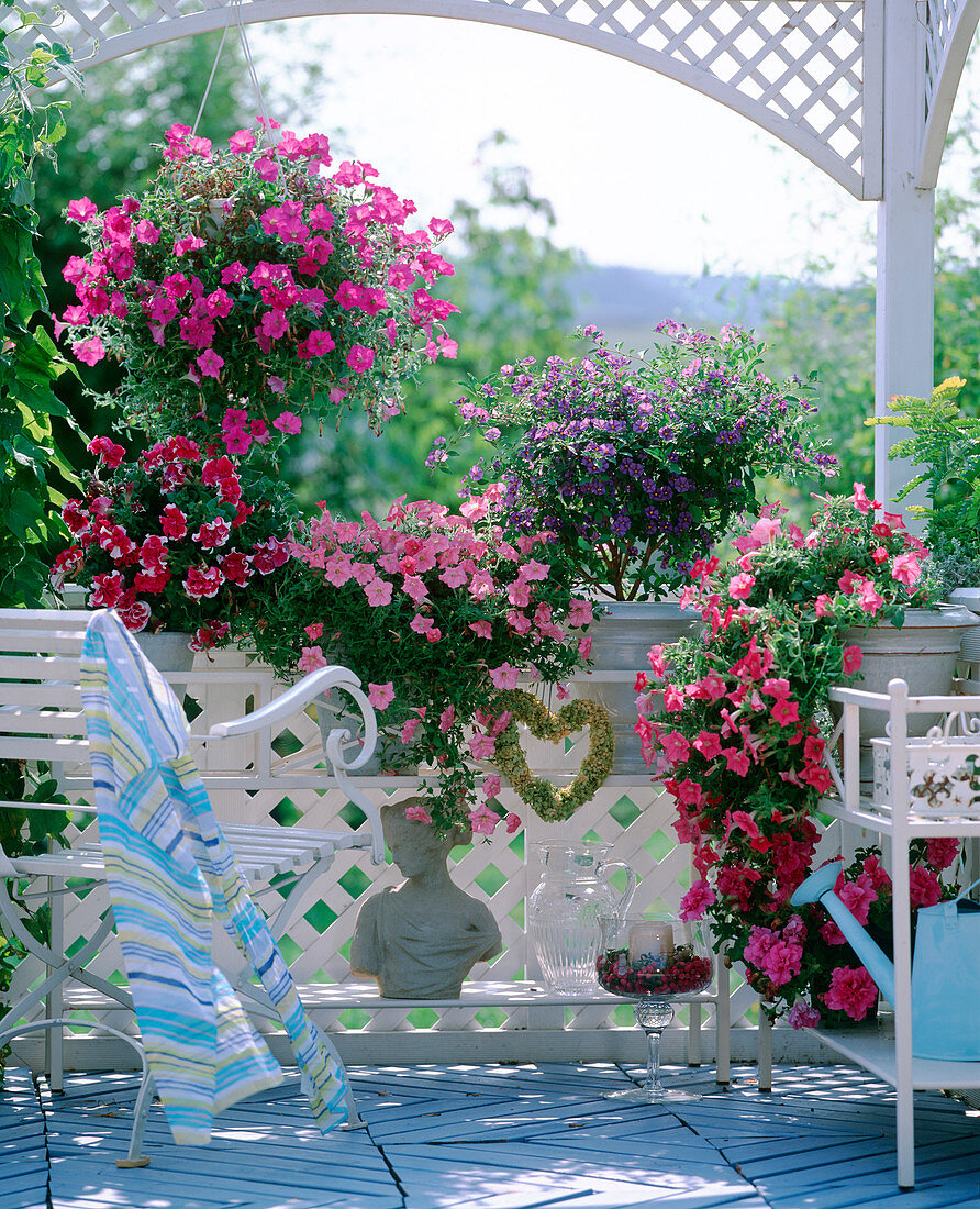 Blumenbänke mit Petunia 'Double Pirouette' -