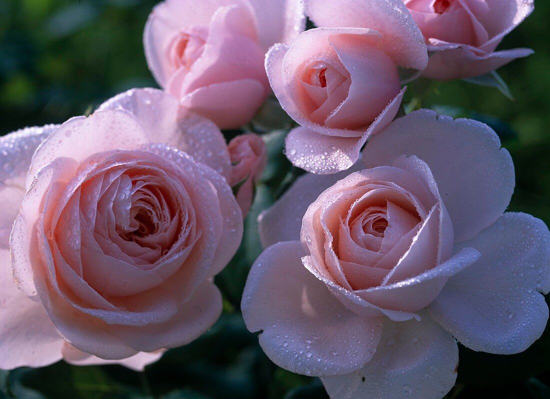 Rose 'Tendresse' (noble rose of Delbard)