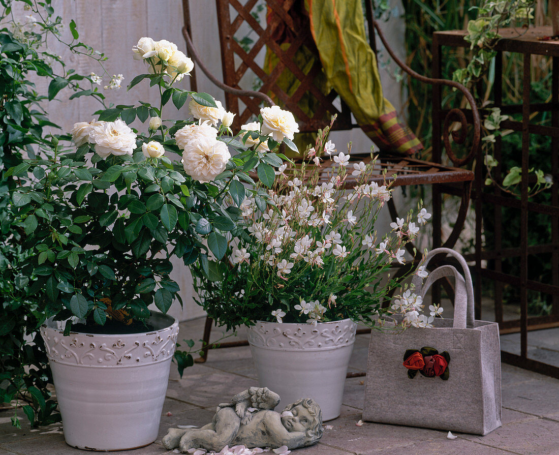 Rosa 'Lions-Rose' - Märchenrose von Kordes