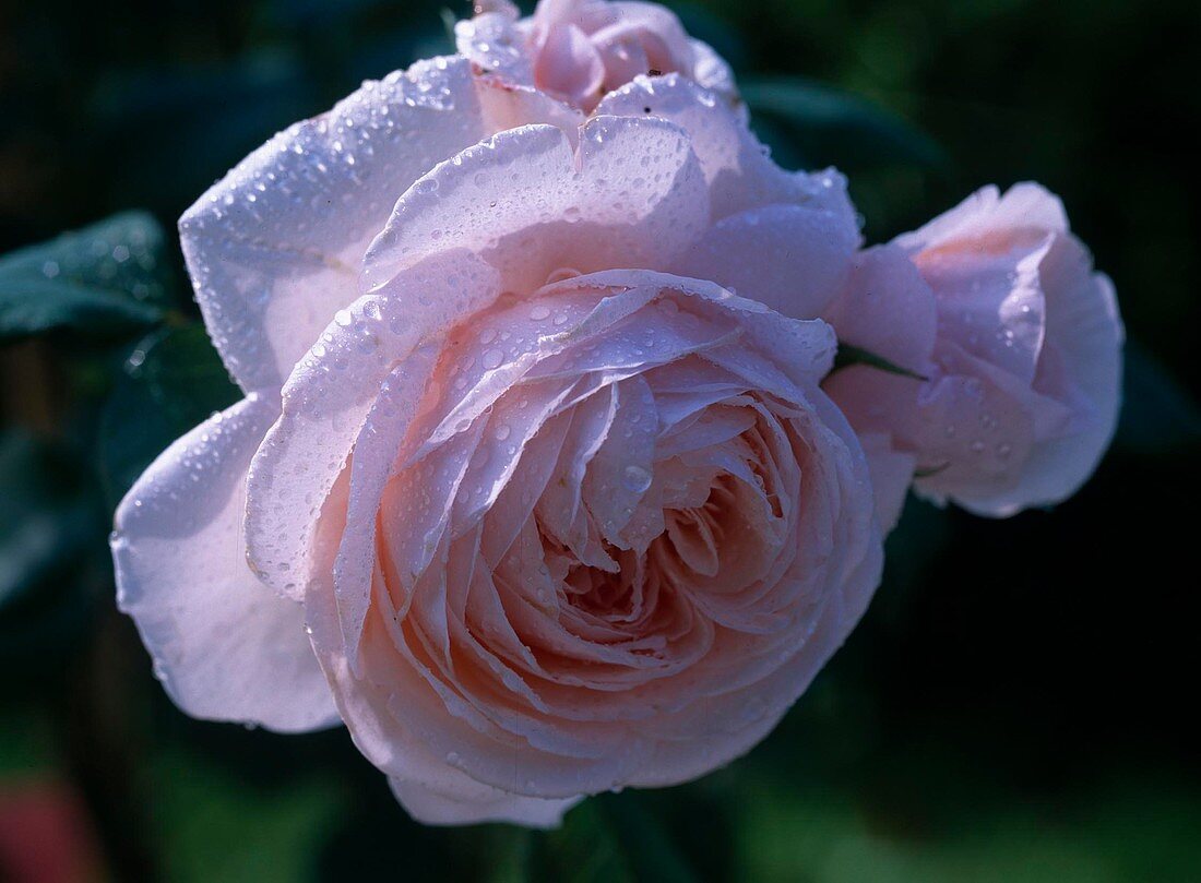 Rosa 'Tendresse' - Edelrose (Delbard)