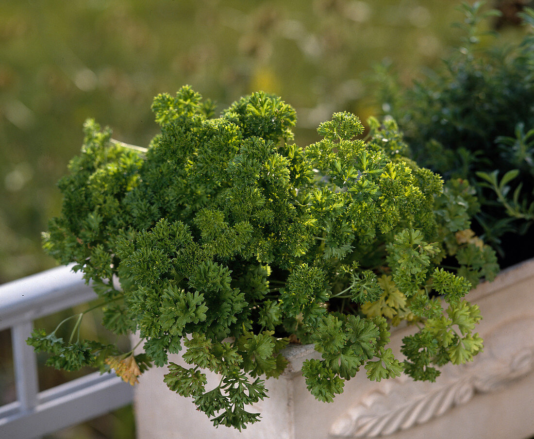 Parsley