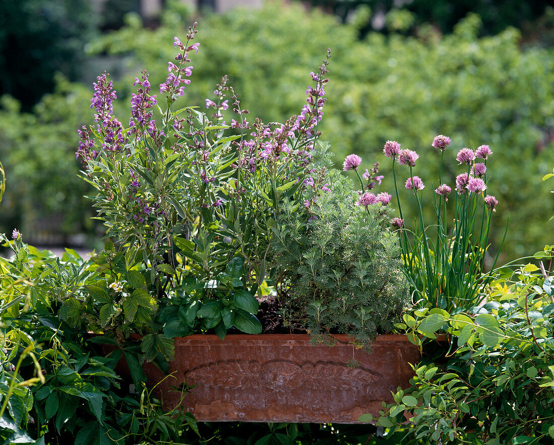 Salvia OFFICINALIS, Artemisia abrotanum, Schnittlauch, Origanum