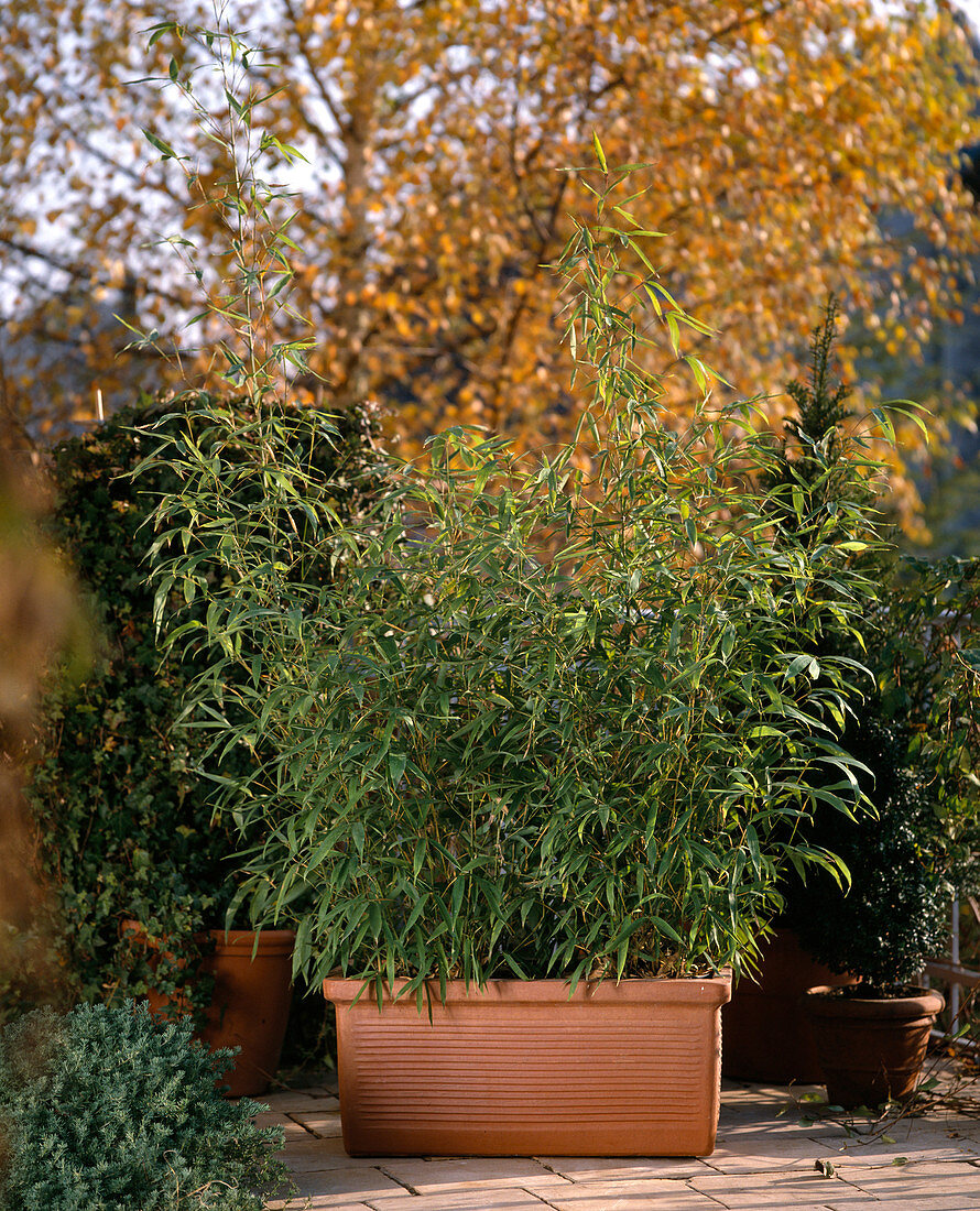 Phyllostachys aurea (bamboo)