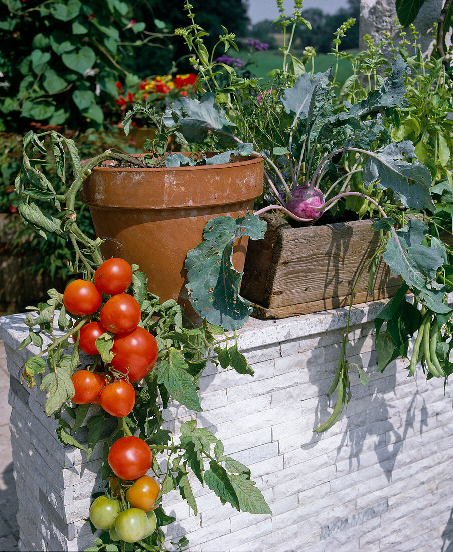 Tomaten, Kohlrabi und Staudensellerie