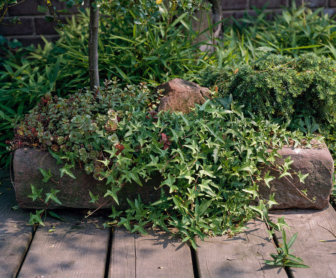 Trog mit HEDERA HELIX