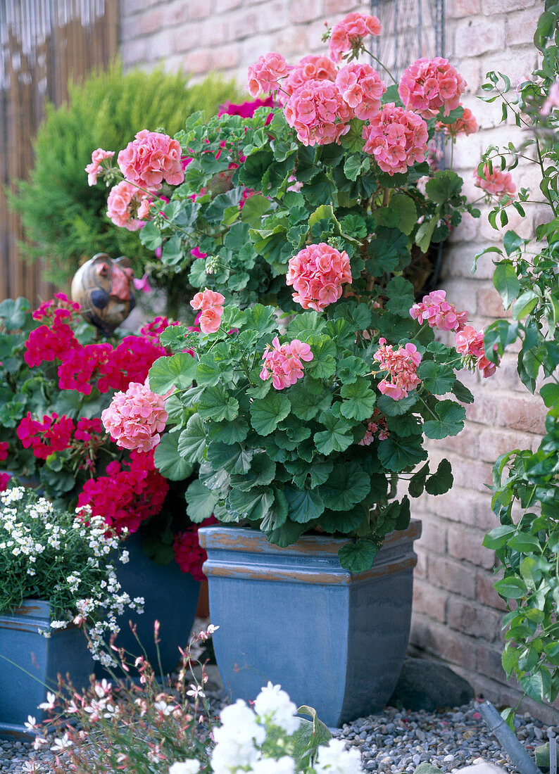 Pelargonium-Hybr. zonale neon-violett und lachs