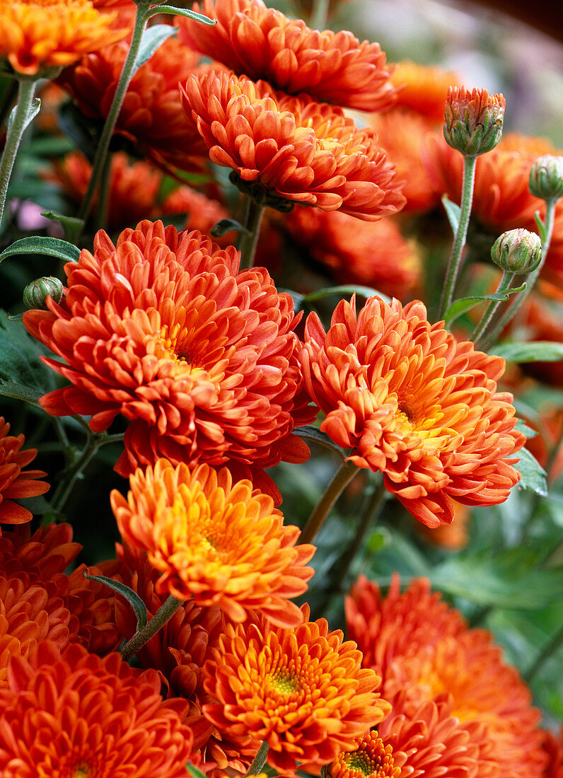 Chrysanthemum indicum 'Dreamstar Julietta'