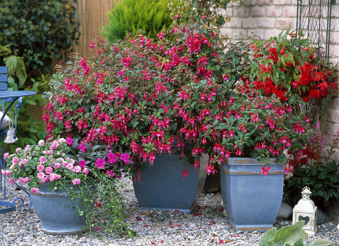 Fuchsia hybrid red-pink, simple, Impatiens walleriana 'Double'