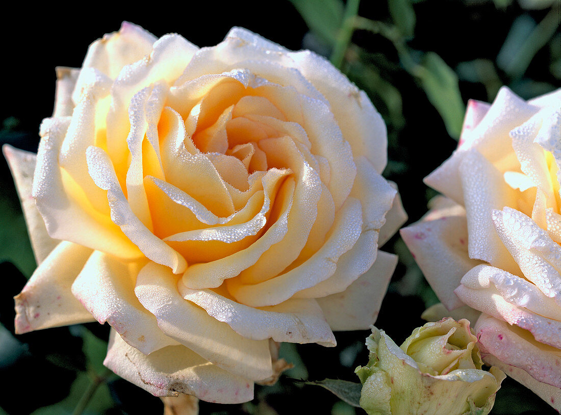 Rose 'ambiance'