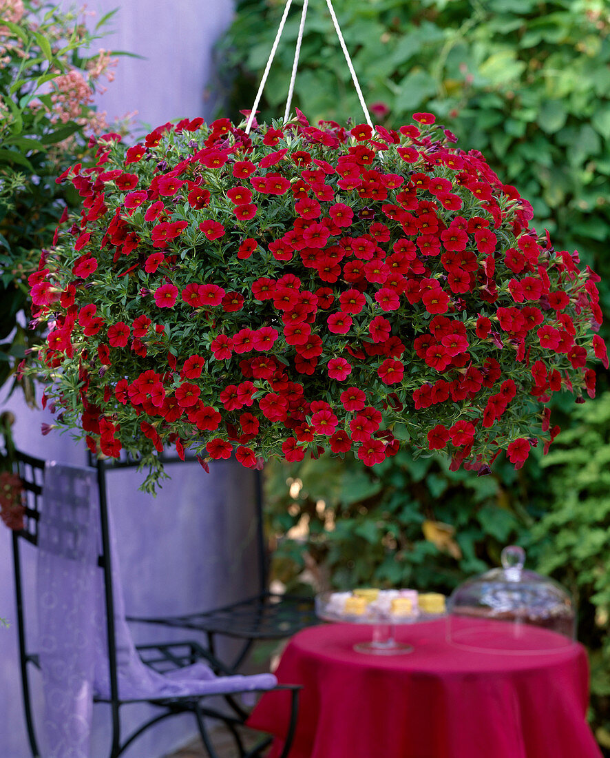 Calibrachoa Hanging Basket 'Red Devil' (Mini Hanging Petunia)