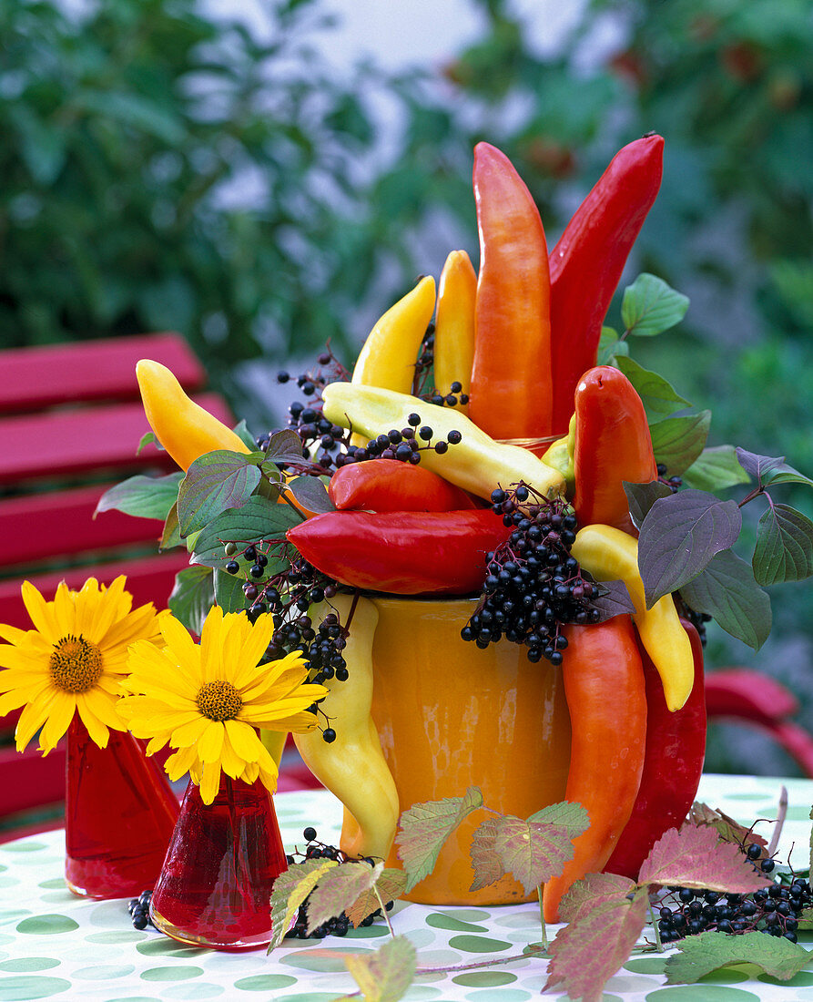 Heliopsis / Sonnenauge, Capsicum / Paprika, Sambucus