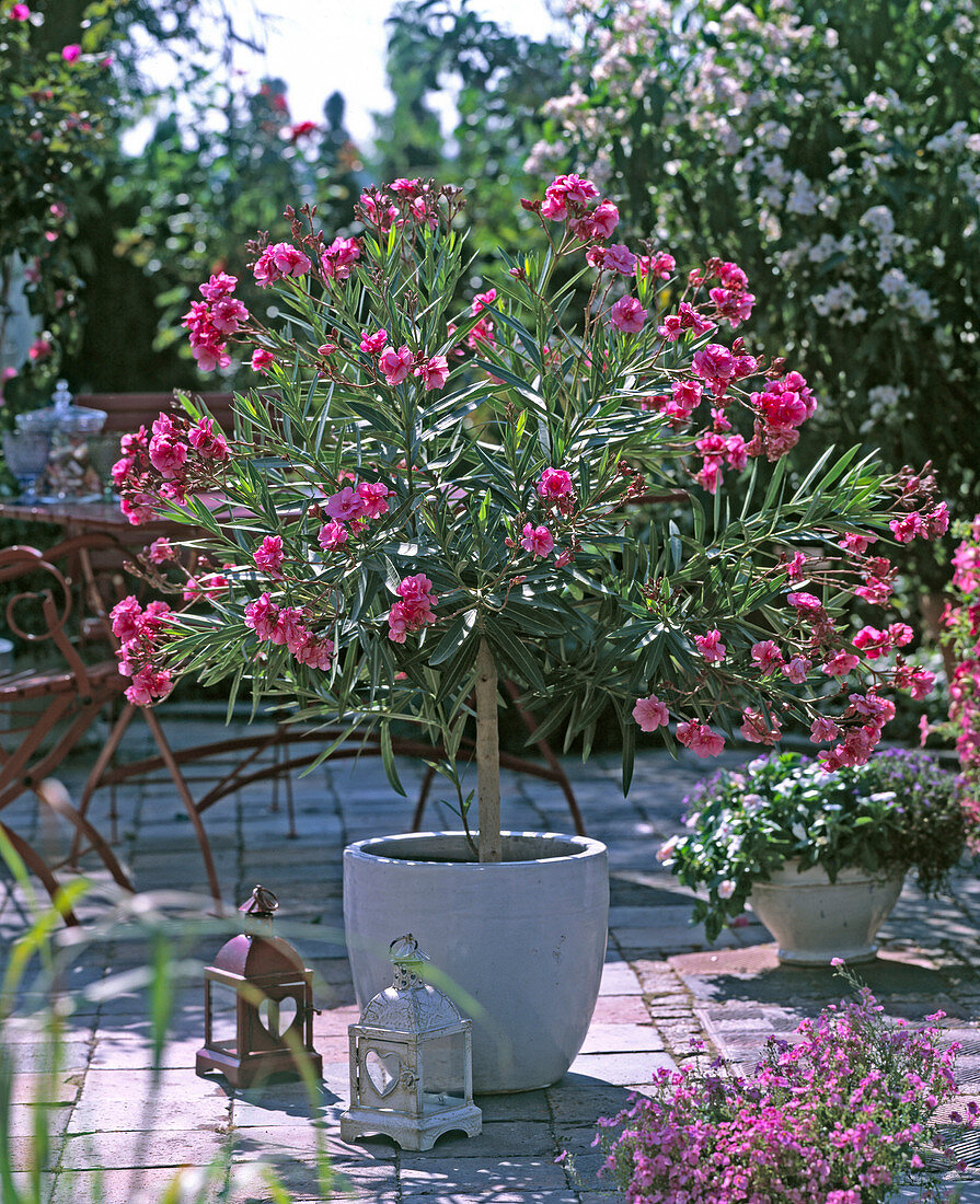 Nerium oleander as a half-stalk