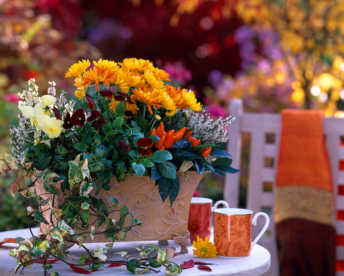 Chrysanthemum 'Swing Time', Viola cornuta / Hornveilchen, Erica / Heide, Hedera