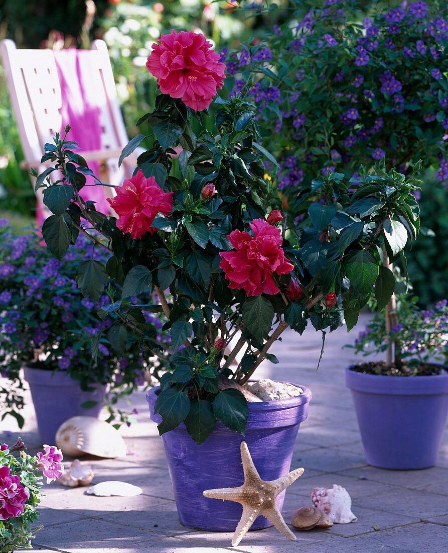 Hibiscus rosa-sinensis (blooming Hibiscus)