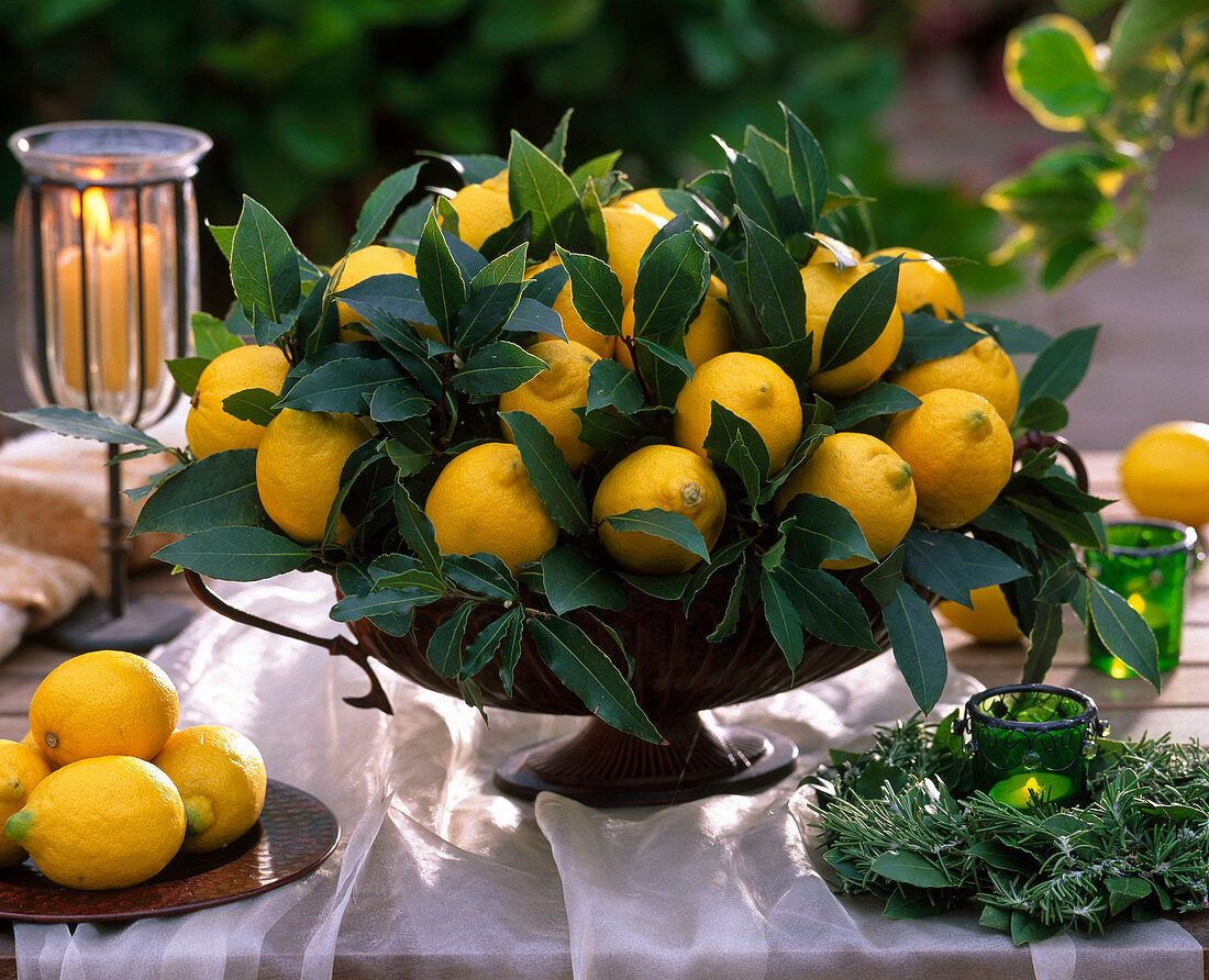 Citrus limon (lemon), Laurus nobilis (laurel), rosemary