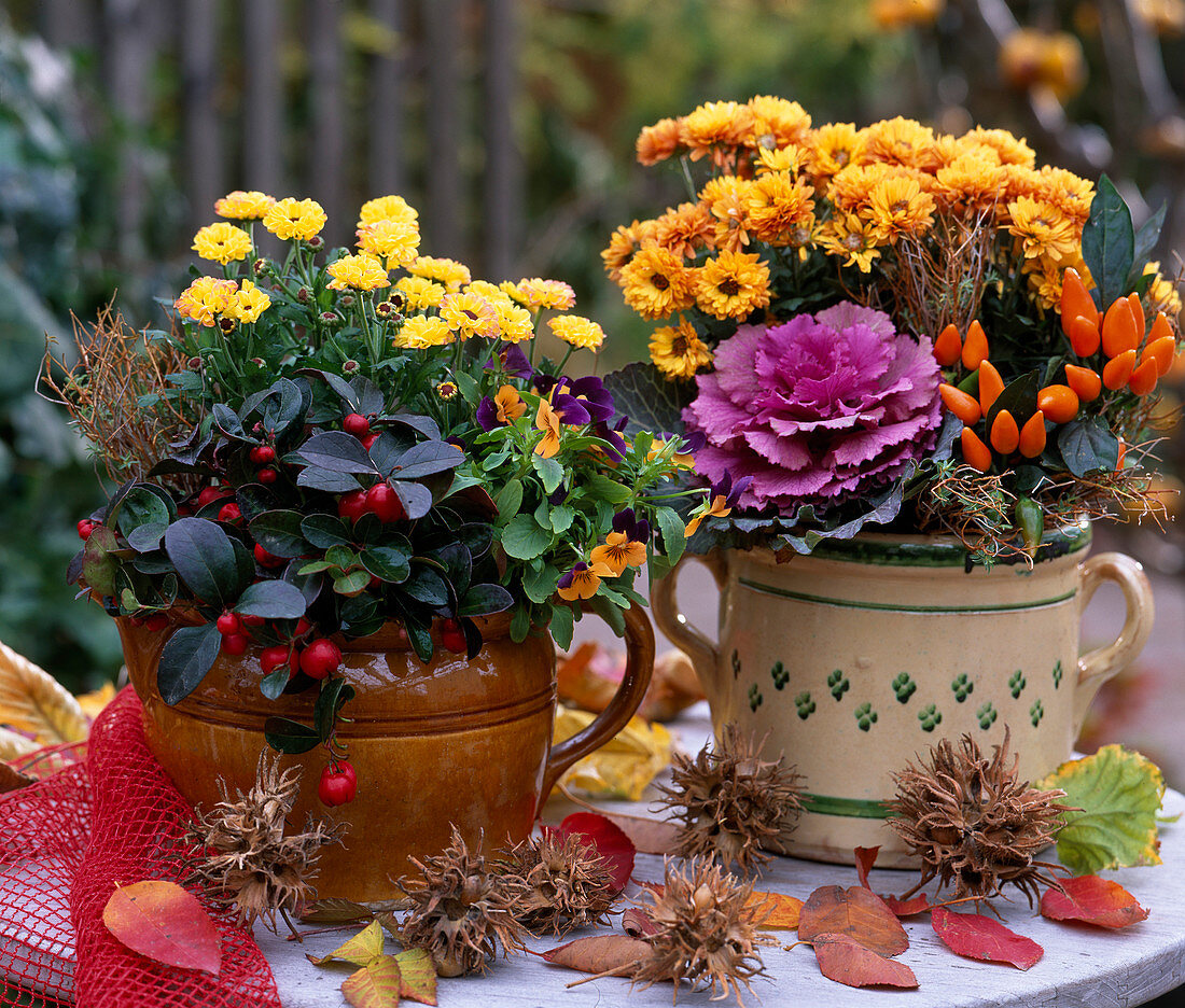 Chrysanthemum 'Improved Tedcha' and 'Orange Tedcha', Gaultheria 'Winter Pearls'