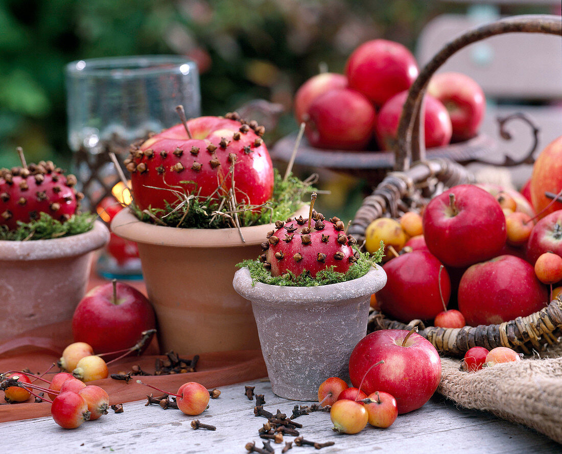Apfeldeko: Malus / Äpfel und Zieräpfel gespickt mit Gewürznelken