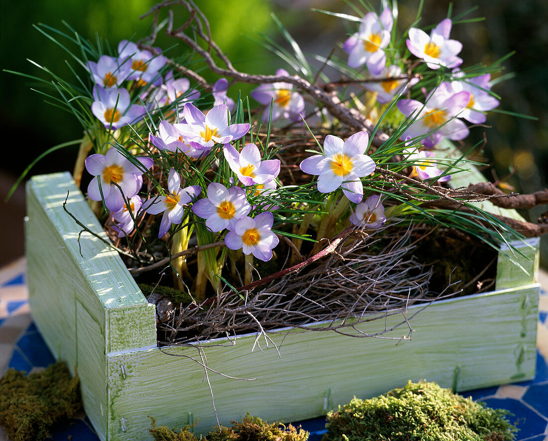 Crocus 'Blue Pearl' mit getrockneten Zweigen und Moos in einer