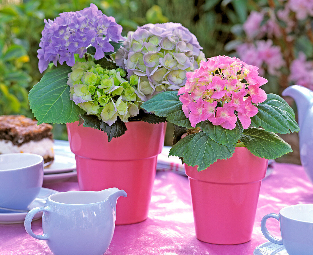 Hydrangea, blue and pink in pink pots