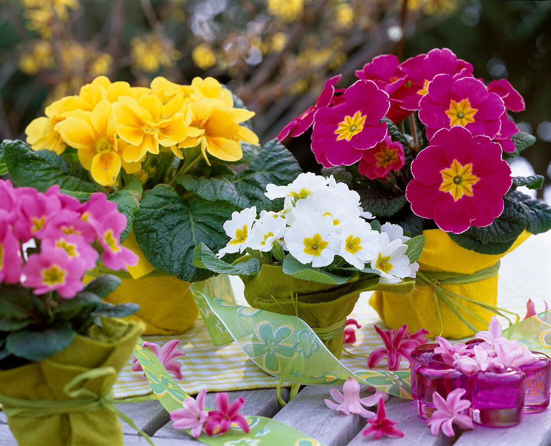 Primula acaulis / Frühlingsprimeln, Töpfe mit Filz umwickelt