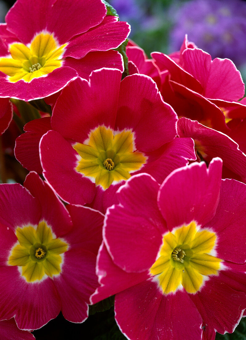 Primula vulgaris 'finesse amaranth' (spring primrose)