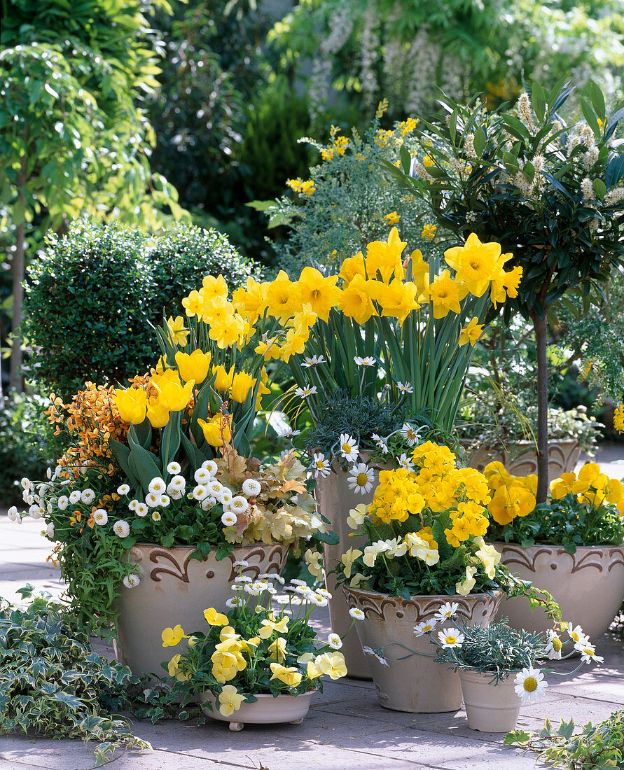 Narcissus / Narzissen, Tulipa / Tulpen, Primula / Primeln