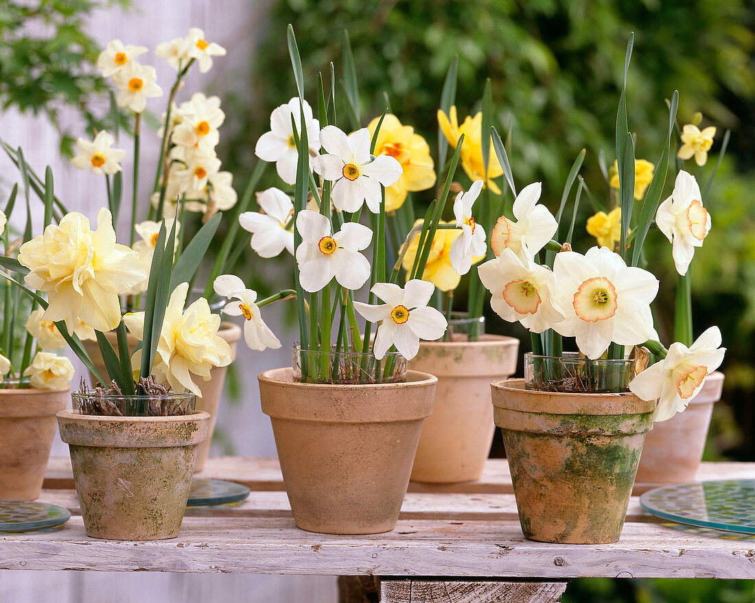 Narcissus 'Obdam', 'Poeticus', 'High Society', 'Geranium', 'Texas'