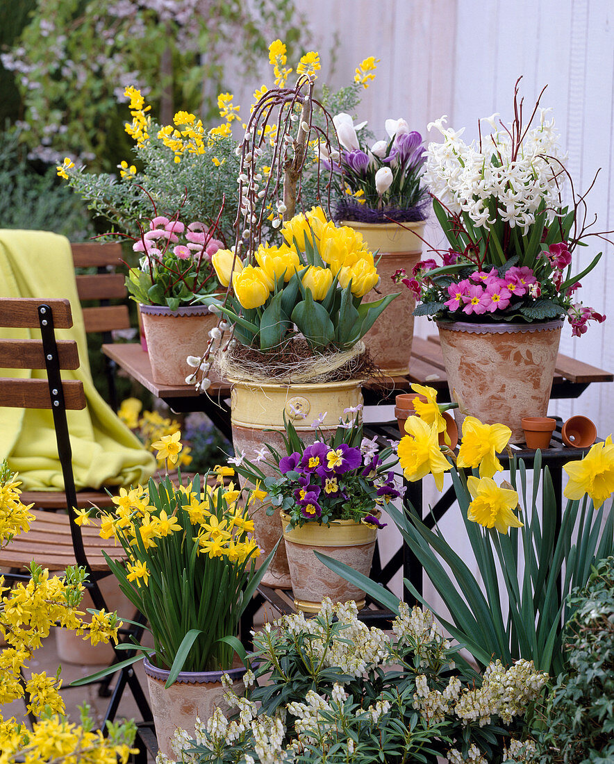 Narcissus 'Tete a Tete', 'Carlton' / Narzissen,Tulipa 'Monte Carlo'