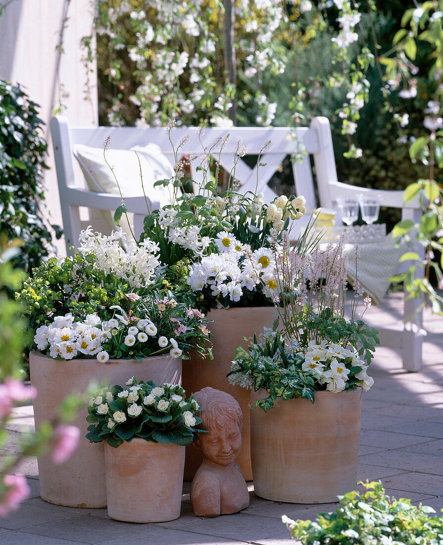 Frühlingsflirt : Euphorbia 'Efanthia' / Wolfsmilch, Primula acaulis und 'Dawn