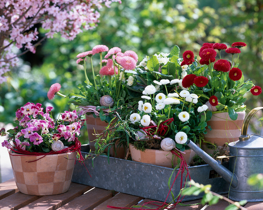 Bellis (daisies), red, white, pink, viola 'Valentine'